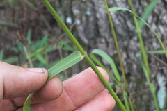 Tridens flavus flavus