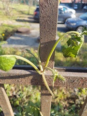 Magnoliopsida