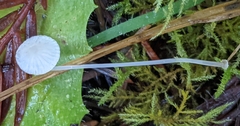 Mycena stylobates