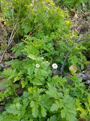 Tanacetum parthenium