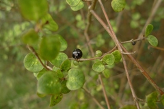 Coprosma tenuicaulis