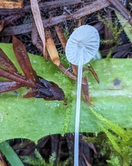 Mycena stylobates