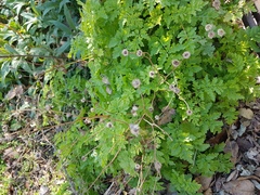 Tanacetum parthenium