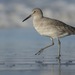 Willet - Photo (c) Bridget Spencer, some rights reserved (CC BY-NC), uploaded by Bridget Spencer