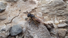 Callicera