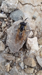 Callicera