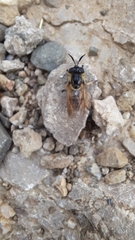 Callicera