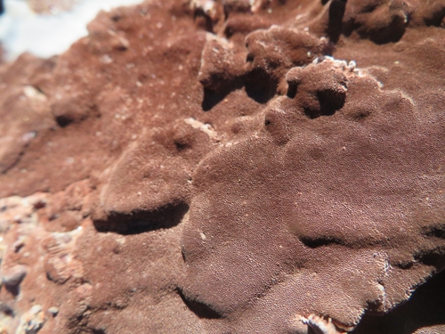 Phellinidium ferrugineofuscum