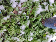 Capsella bursa-pastoris