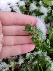 Capsella bursa-pastoris