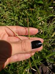 Eremochloa ophiuroides