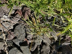 Eremochloa ophiuroides