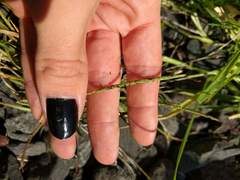 Eremochloa ophiuroides