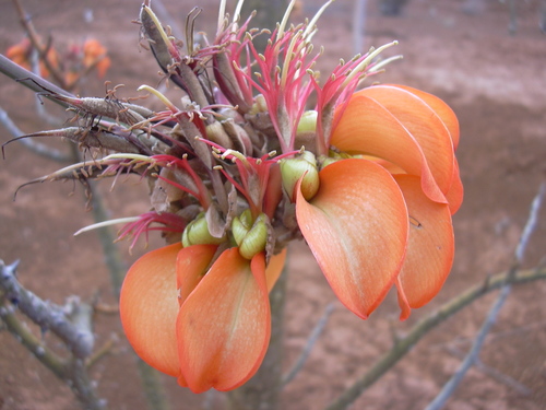 Erythrina sandwicensis