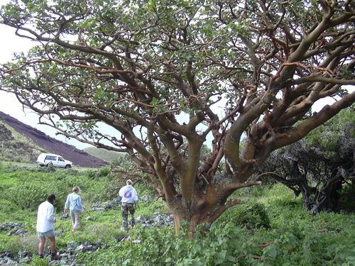 Erythrina sandwicensis
