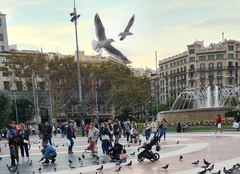 Chroicocephalus ridibundus