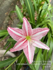 Hippeastrum reticulatum