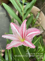 Hippeastrum reticulatum
