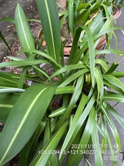 Hippeastrum reticulatum