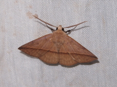 Ugia purpurea