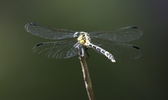 Austrogomphus