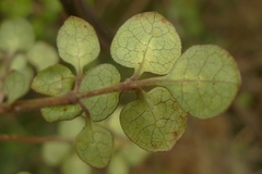 Coprosma tenuicaulis