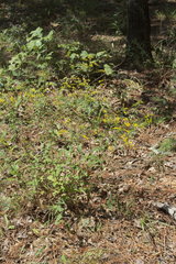 Solidago ulmifolia ulmifolia