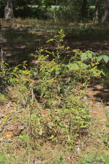 Solidago ulmifolia ulmifolia