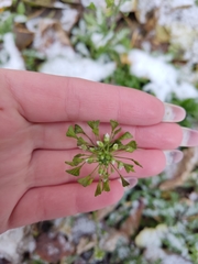 Capsella bursa-pastoris