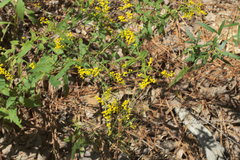 Solidago ulmifolia ulmifolia