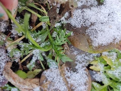 Capsella bursa-pastoris