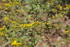 Solidago ulmifolia ulmifolia