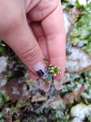 Capsella bursa-pastoris