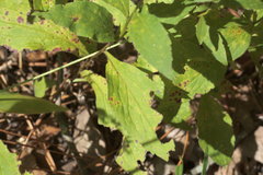Solidago ulmifolia ulmifolia