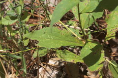 Solidago ulmifolia ulmifolia