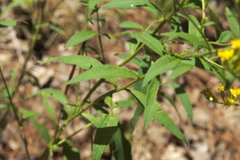 Solidago ulmifolia ulmifolia