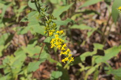 Solidago ulmifolia ulmifolia