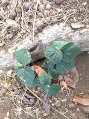 Hibiscus ovalifolius