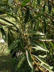 Myoporum stellatum