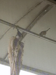 Aegithalos concinnus