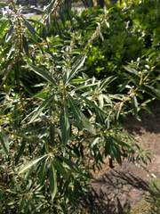 Myoporum stellatum