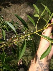 Myoporum stellatum