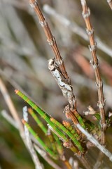 Philobota acropola