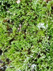 Bryum argenteum