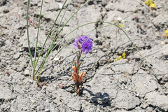 Phacelia crenulata crenulata