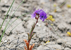 Phacelia crenulata crenulata
