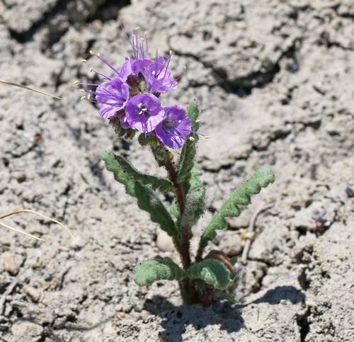 Phacelia crenulata var. crenulata
