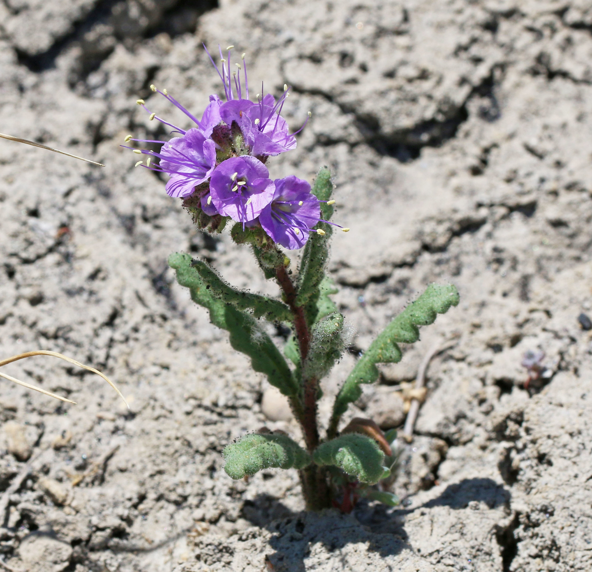 Phacelia crenulata var. crenulata