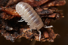 Venezillo microphthalmus