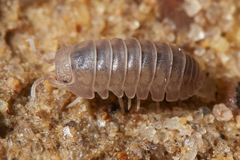 Venezillo microphthalmus